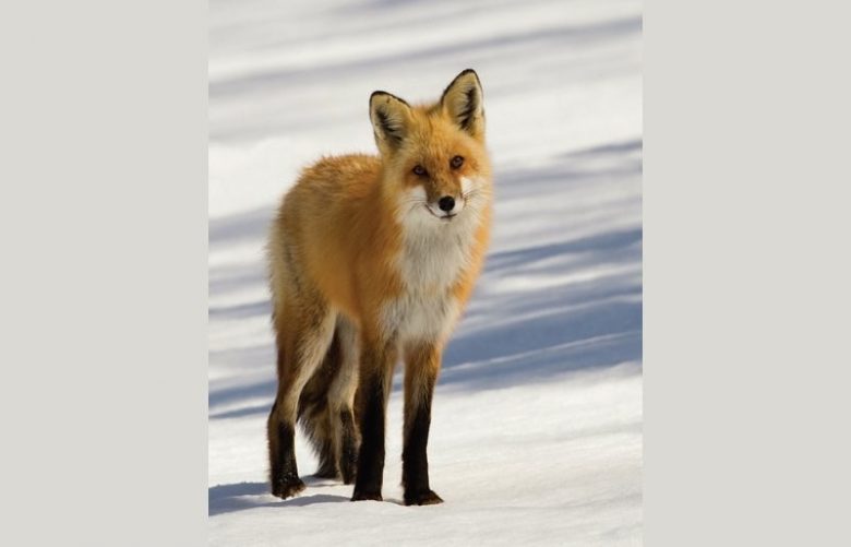 site de rencontre rouyn