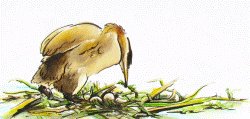 Un grèbe jougris préparant son nid