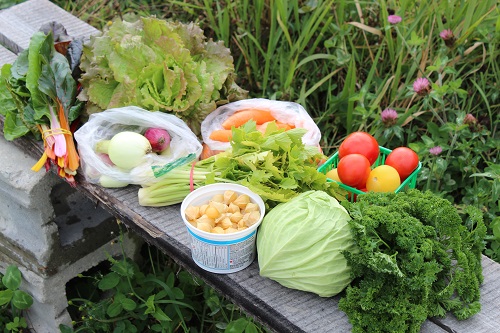 Quelques-uns des légumes récoltés.