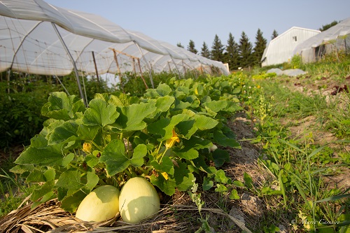 De beaux légumes dans le champ.