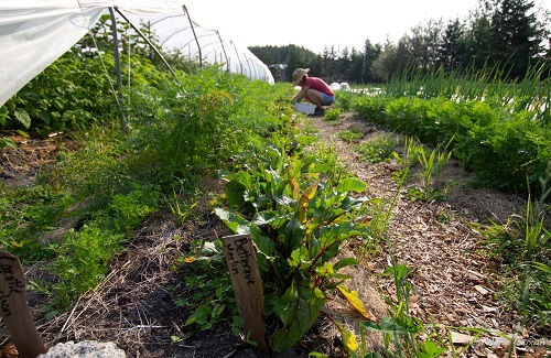 De beaux rangs de légumes, avec la maraîchère plus loin.