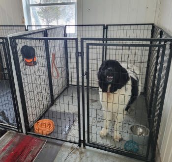 Chien dans un enclos intérieur