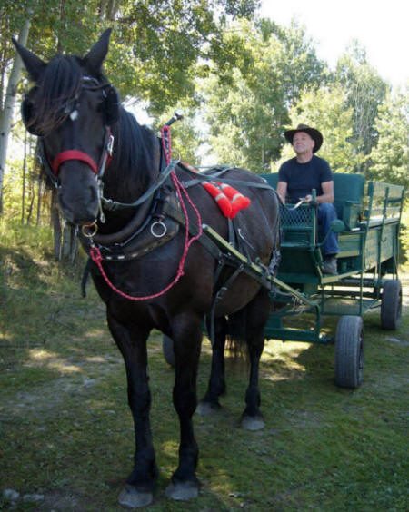 Un cheval canadien attelé à un chariot de bois