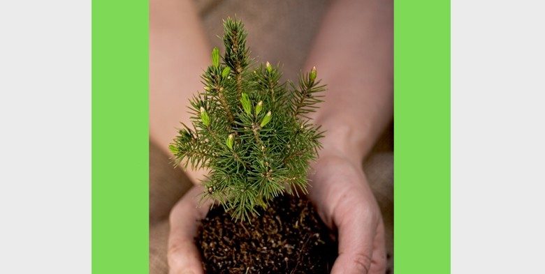 Wasamac Arbres 5