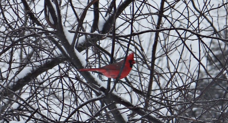 Cardinal rouge