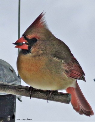 Cardinal rouge femelle