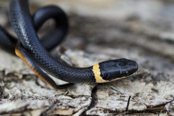 Couleuvre avec une bande jaune sur la nuque