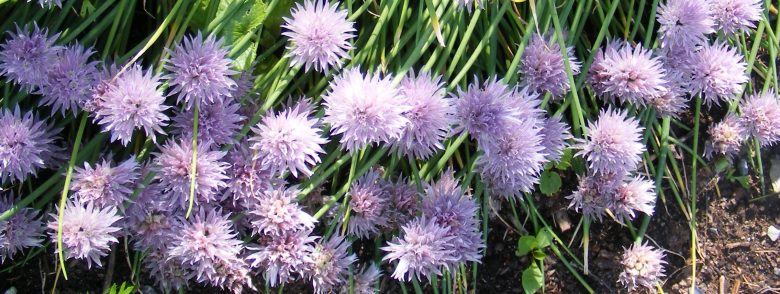 Fleurs de ciboulette