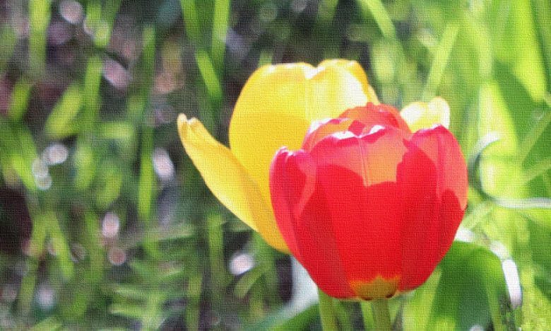 Tulipes 7235