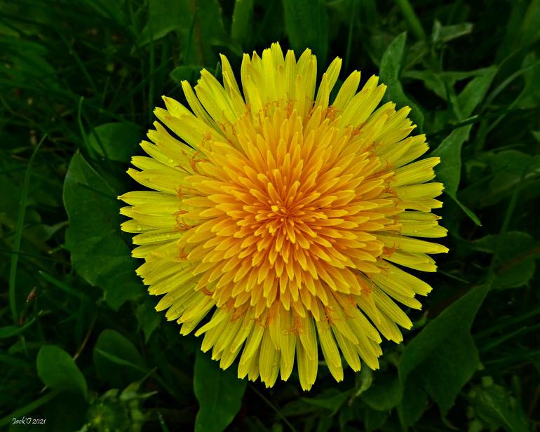 Magnifique photo d'une fleur de pissenlit