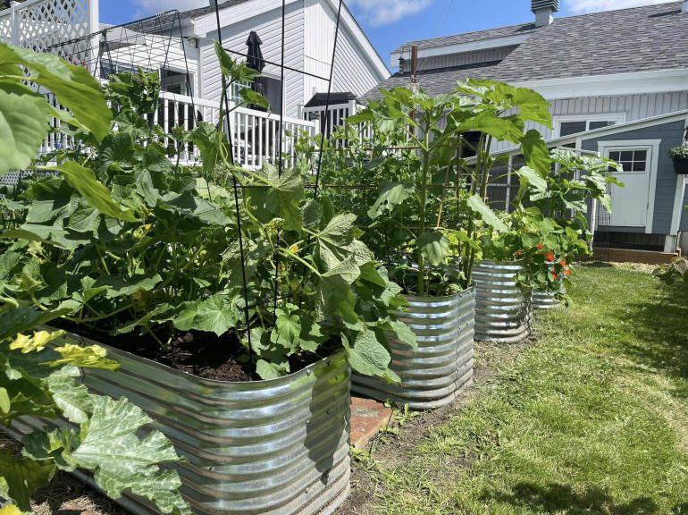 Le potager