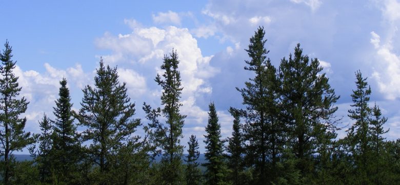 Bois de chauffage