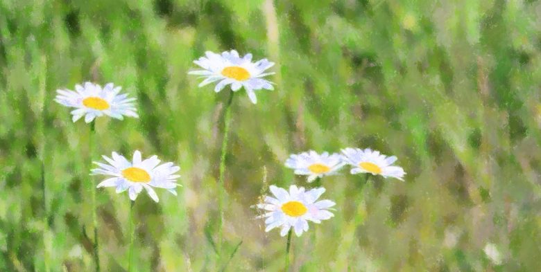 Marguerites