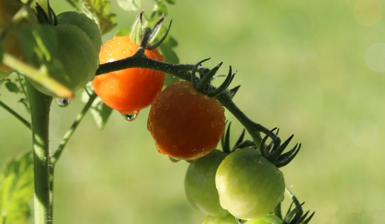 Tomates2