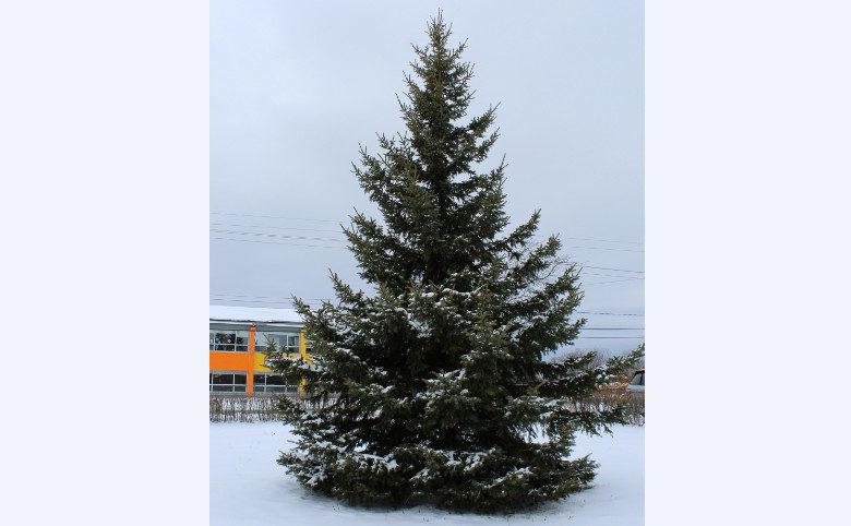 Arbre Chronique écoresponsable