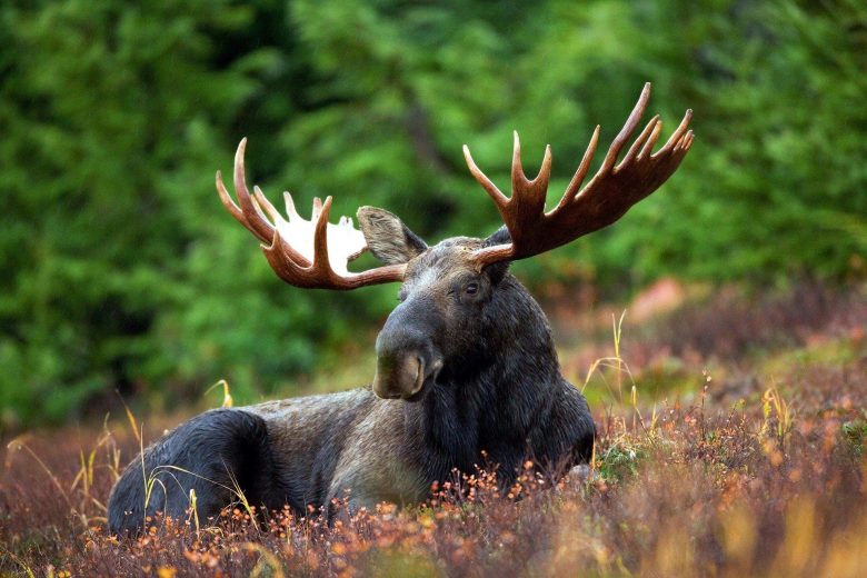 Écoresponsable à la chasse