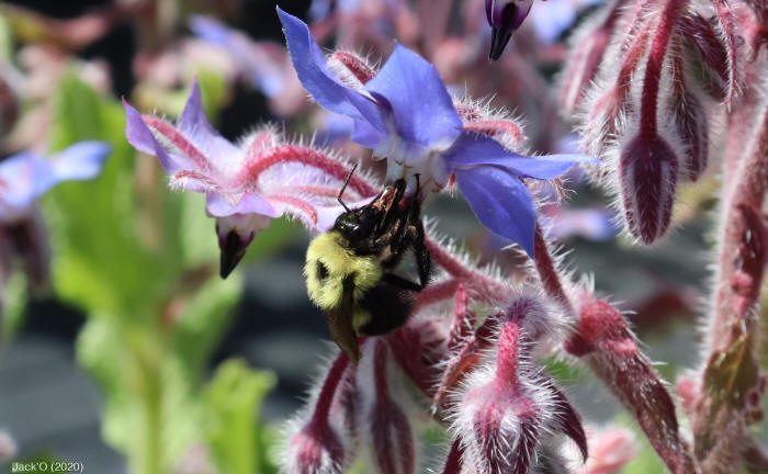 Bourdon butinant une fleur de bourrache