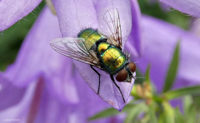 Mouche verte sur une fleur de campanule