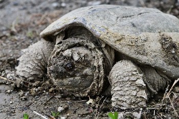 Tortue serpentine