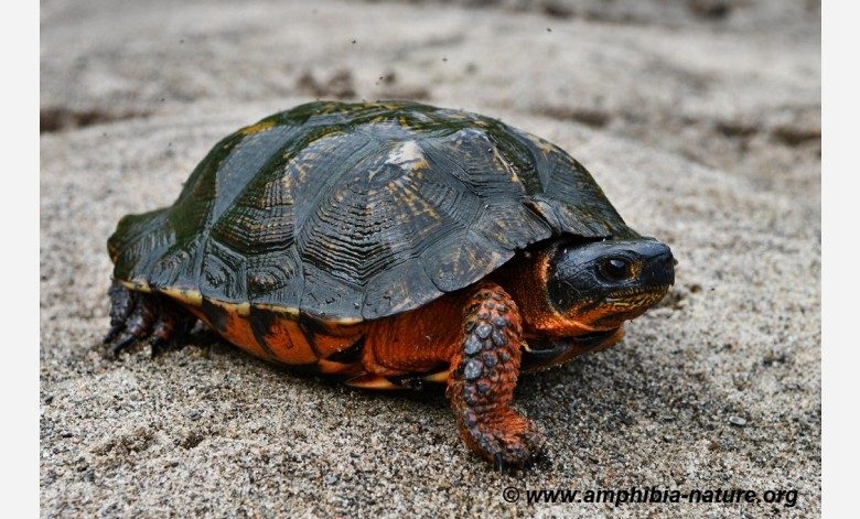 Ambiphia Tortue des bois