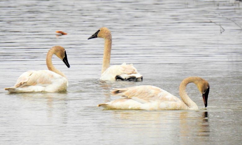 Trois cygnes trompettes au lac Hélène