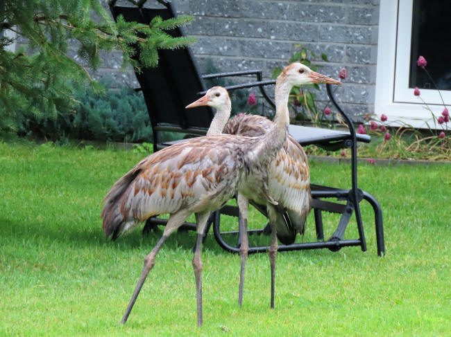 Grue du Canada: "Je sens qu'on nous observe..."