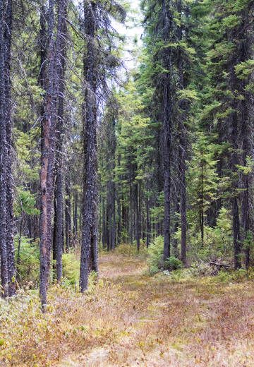 Sentier dans une forêt de conifères