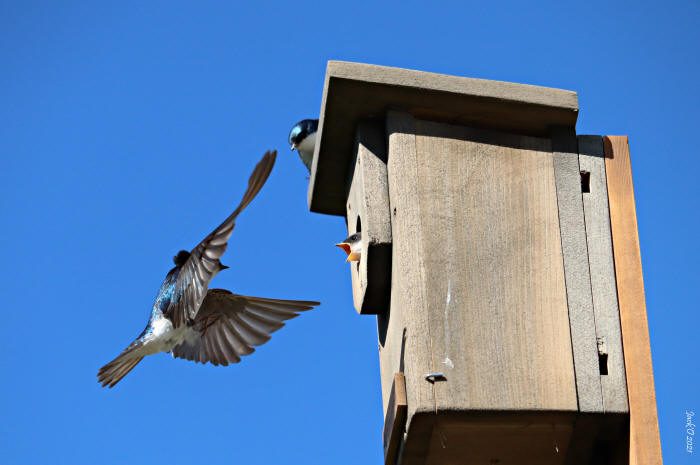 Une hirondelle s'approche au vol, tandis qu'un oisillon sort sa tête de la cabane