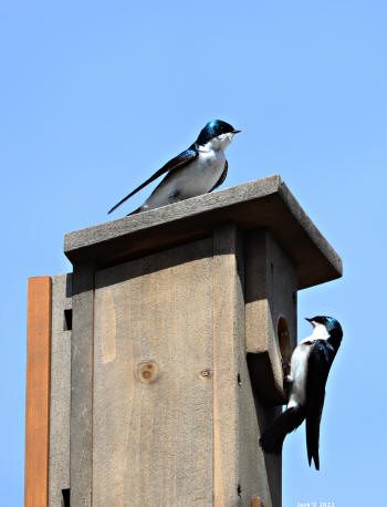 Une hirondelle sur le toit d'une cabane de bois, une autre prête à entrer