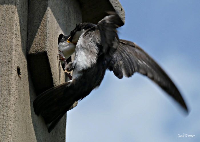 L'hirondelle nourrit son oisillon