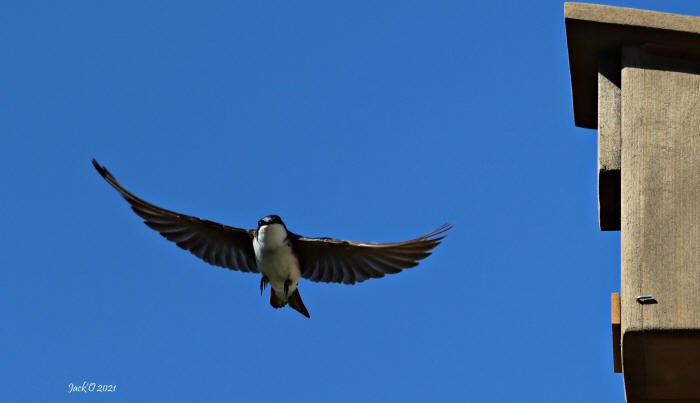 Une hirondelle au vol