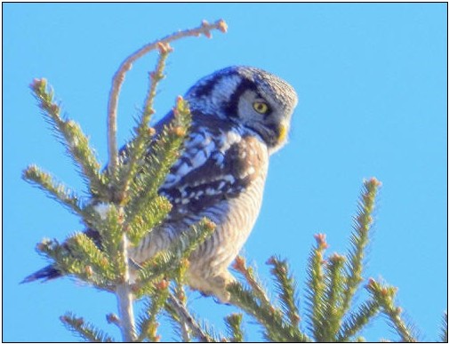 Épervière boréale juchée sur une tête d'épinette