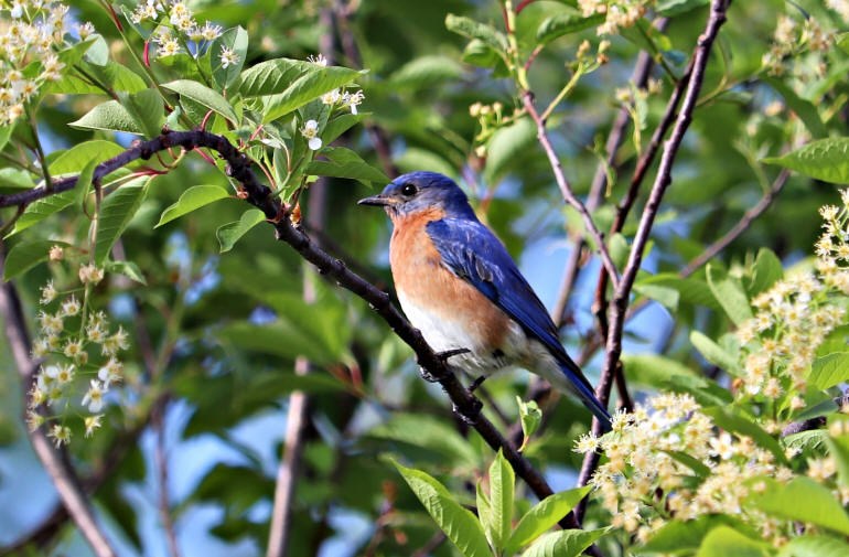 Merle bleu