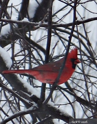 Cardinal rouge mâle