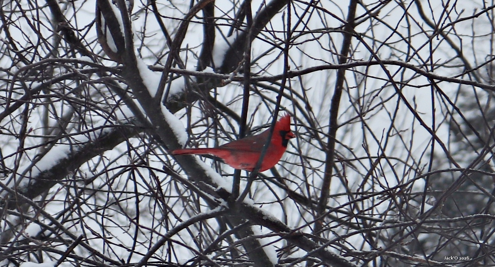 La visite inattendue d'un cardinal rouge | Nouvelles | Journal Ensemble ...