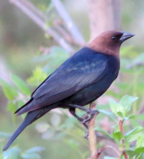 Vacher à tête brune