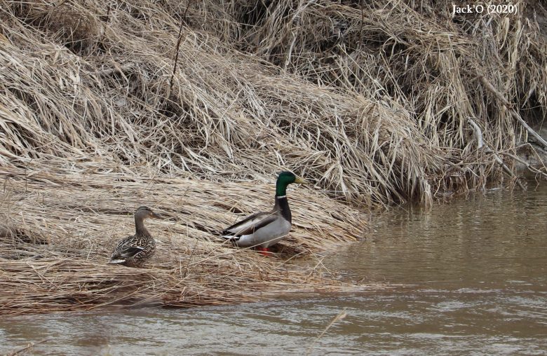 Canards mallards