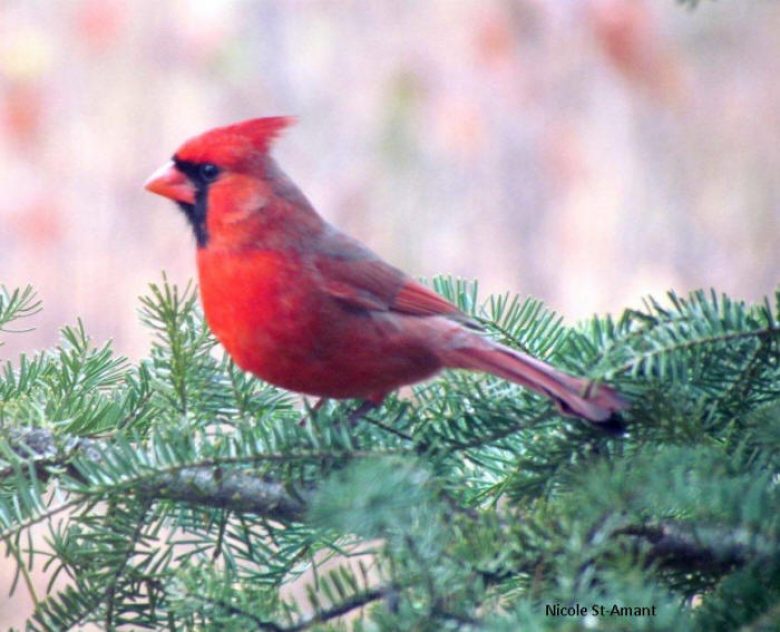 Cardinal Rouge