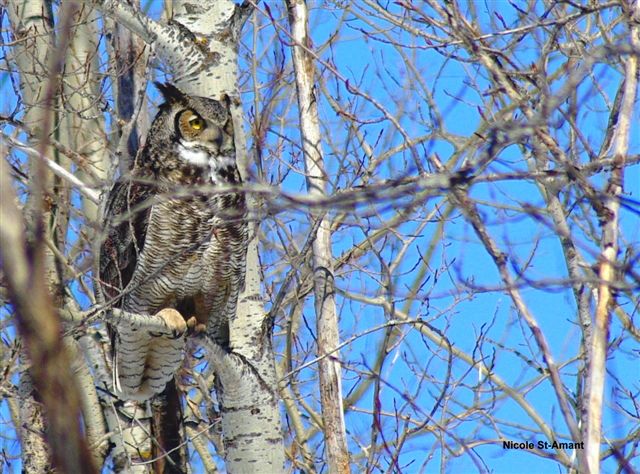 Grand-duc dans un arbre