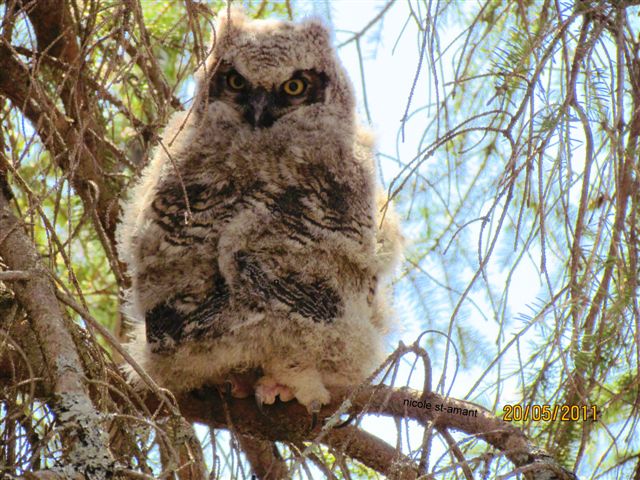 Un oisillon grand-duc sur une branche d'arbre