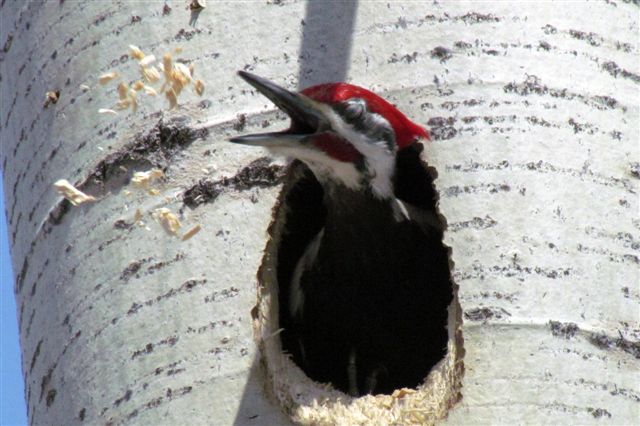 Un Grand Pic se creuse un nid dans un arbre