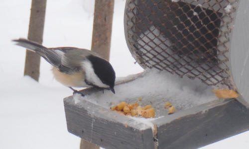 Mésange à tête noire