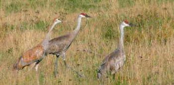 Trois grues dans un champ