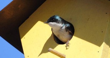 Hirondelle bicolore