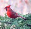 Cardinal rouge