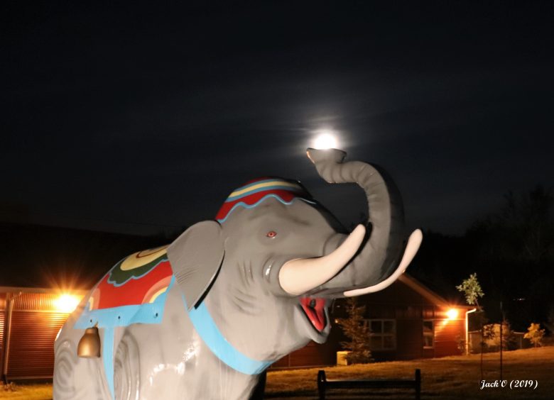 Éléphant'eau sous la lune