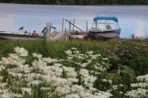 Champ de marguerites et bateaux près du quai