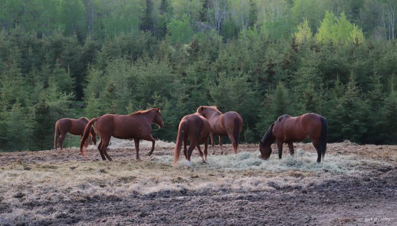 Chevaux par Jacques Archambault