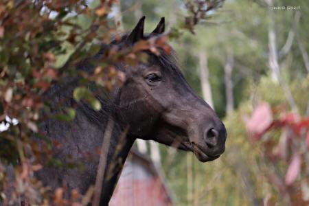 Un cheval brun foncé observe entre les branches