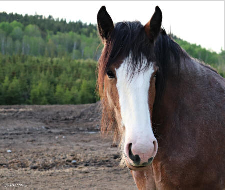 Cheval brun et blanc